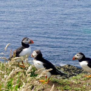 L'Îles aux moines - séjours aventure France